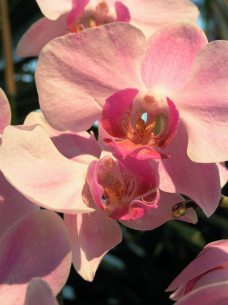 Orchidea.10.JPG - OLYMPUS DIGITAL CAMERA
